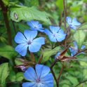 Ceratostigma willmottianum fleur P12
